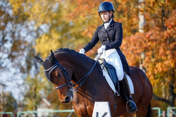 Comment choisir sa monture pour une compétition de dressage équestre?